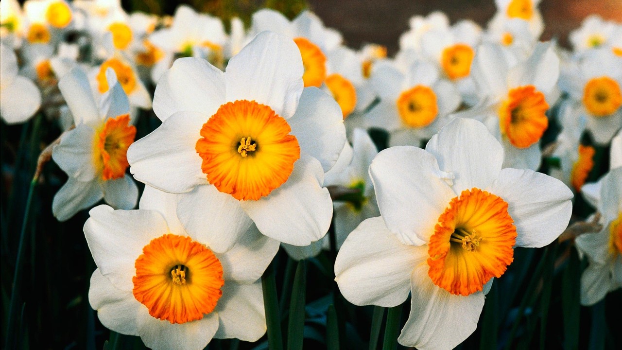 Как и где окончить, закончить флористический мастер-класс (мк)