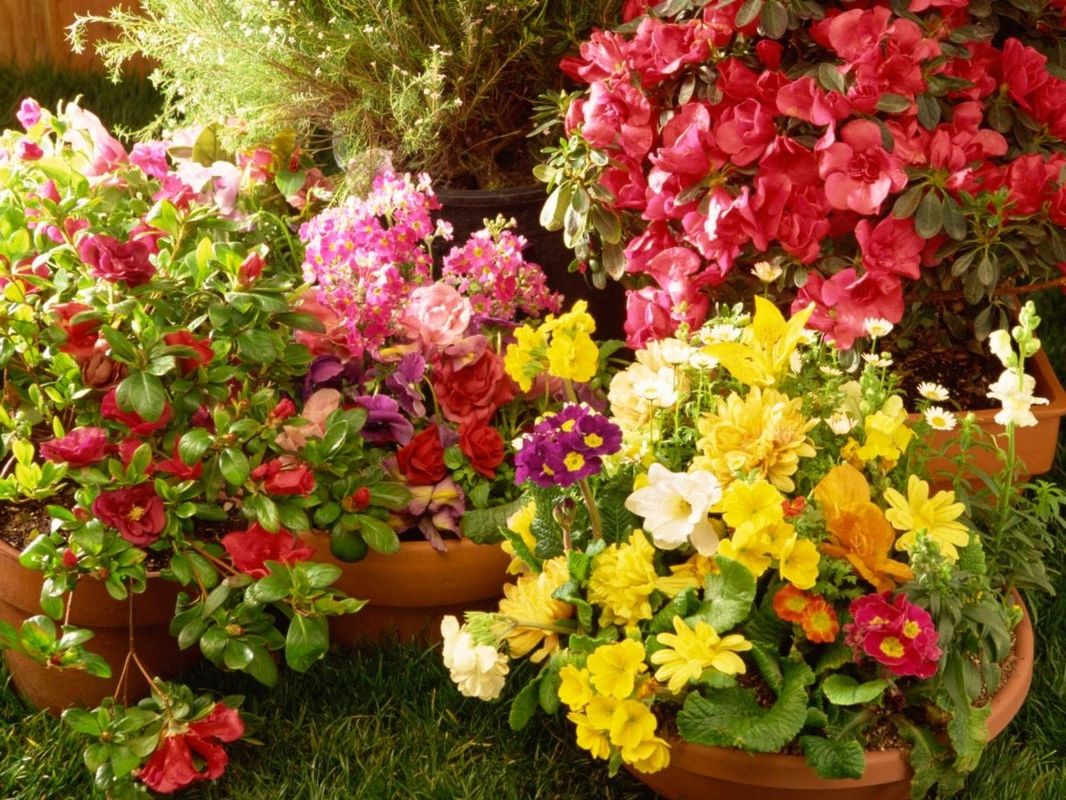 Рекомендации по выбору школы флористов Рекомендации по выбору школы флористов