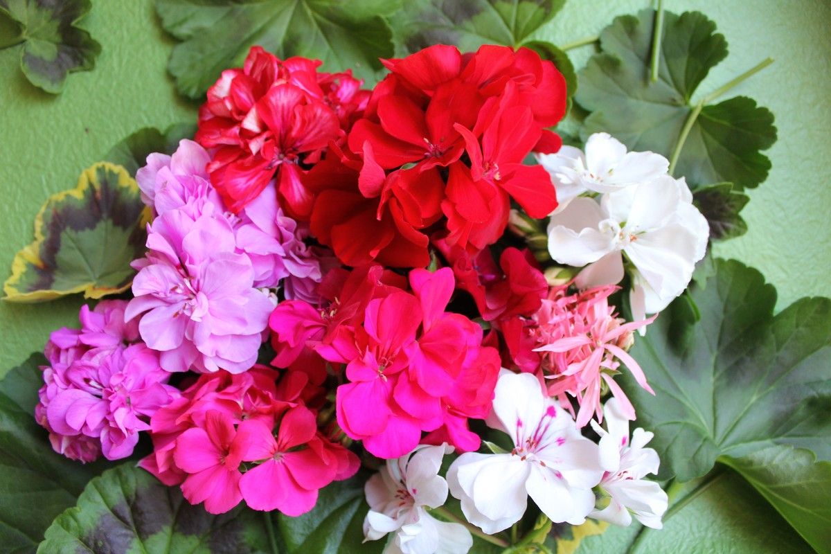 Как легко и быстро найти профессиональную школу флористики