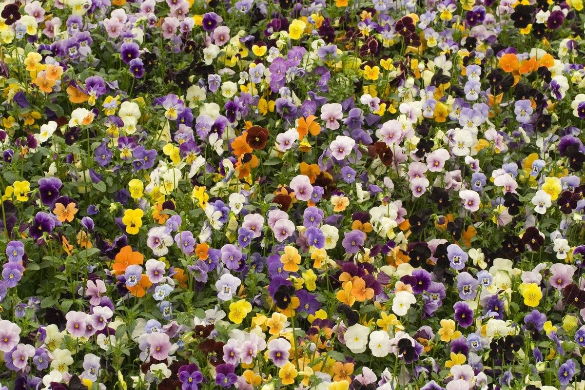 Колледжи флористики искусства, направления обучения Колледжи флористики искусства, направления обучения