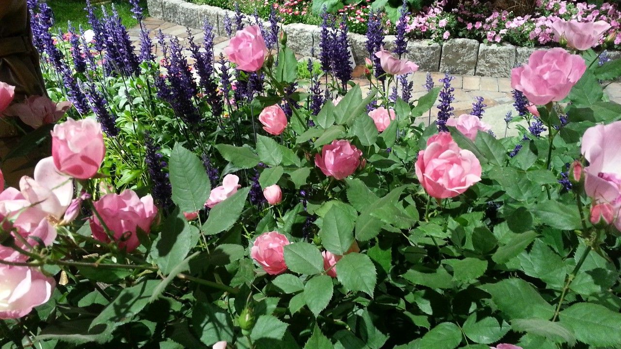 Консультируем абитуриента по поводу набора в учебное заведение флориста Консультируем абитуриента по поводу набора в учебное заведение флориста