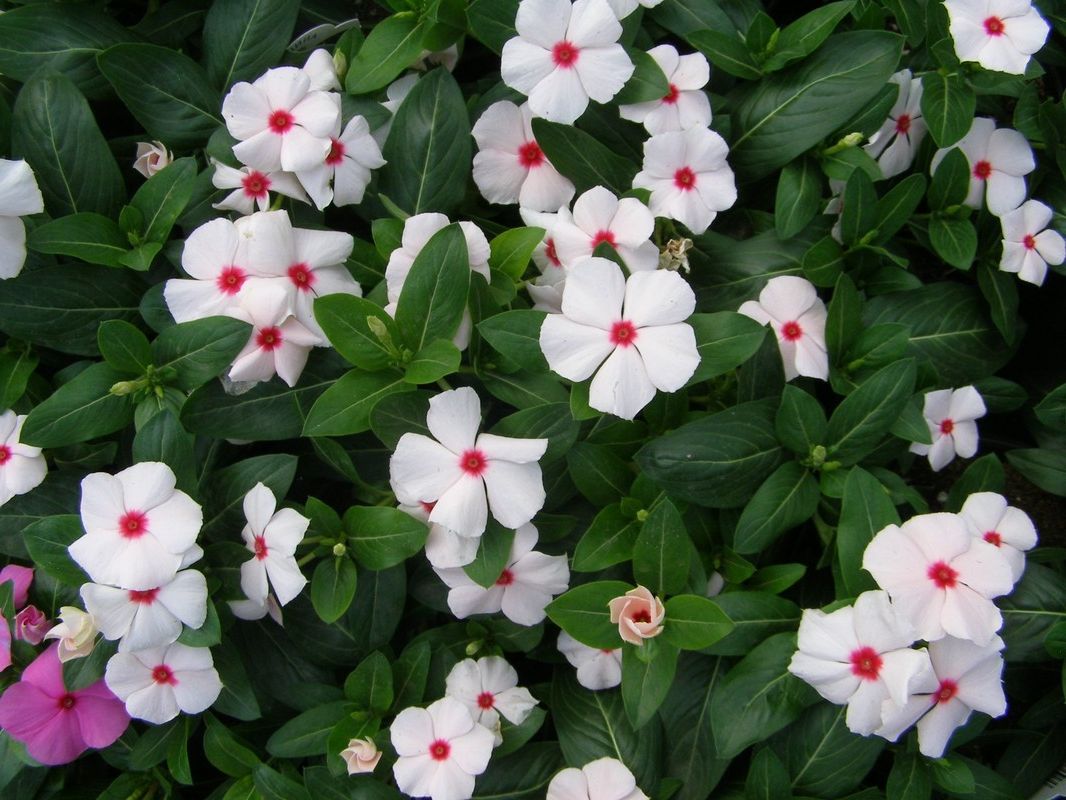 Обучение на мастер-классах (мк) для флористов