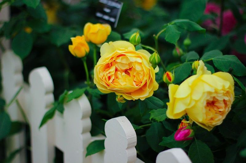 Помощь в поиске лучшей флористической школы