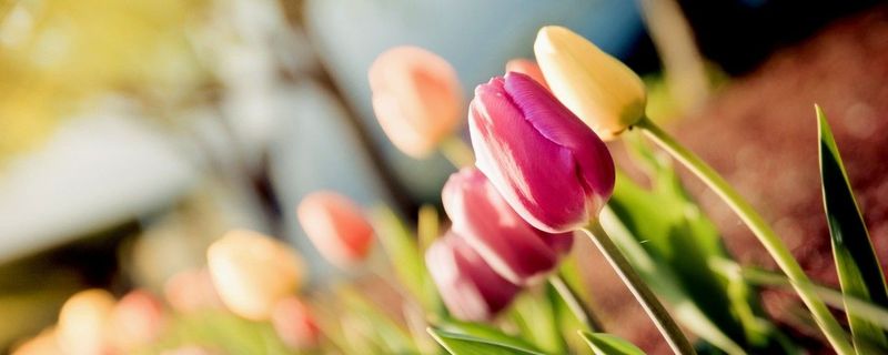 Рекомендации по выбору флористической школы Рекомендации по выбору флористической школы