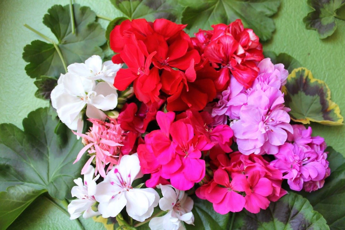 Самые современные курсы обучения флористов можно здесь выбрать